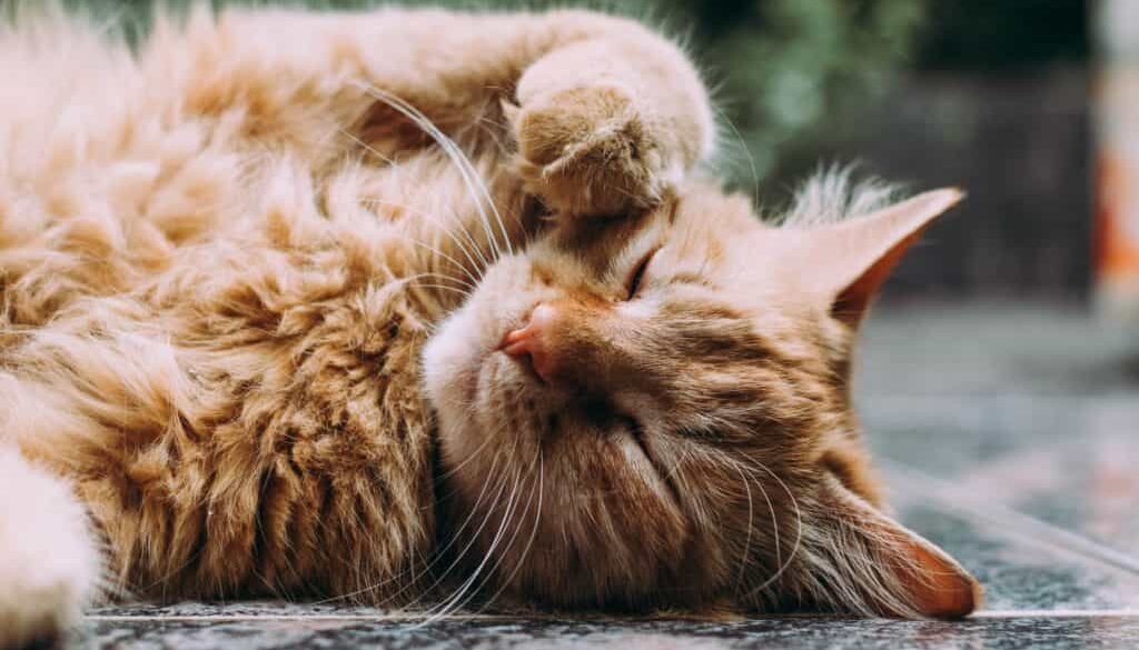 cat urine carpet clean