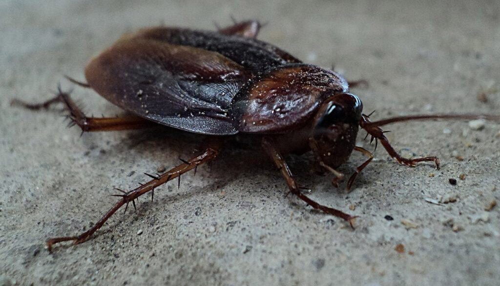 how to eliminate house beetles