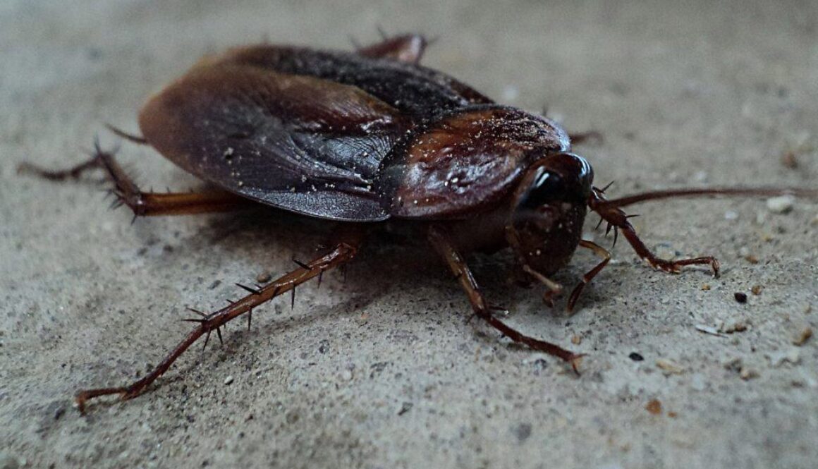how to eliminate house beetles