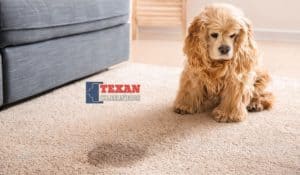 How to Effectively Remove Old Urine Stains from Carpets