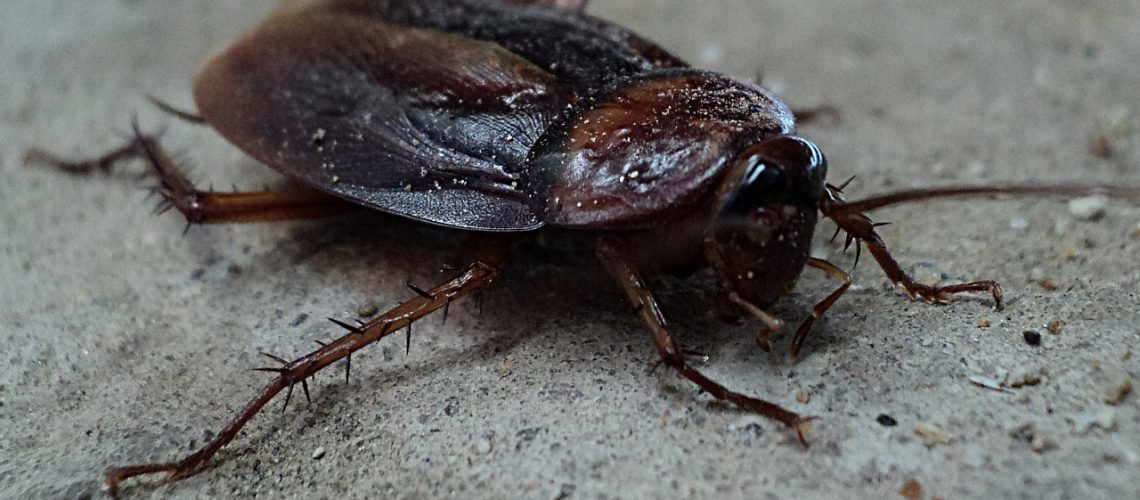 how to eliminate house beetles